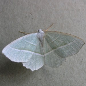 Light Emerald (Campaea margaritaria)