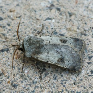 Light Feathered Rustic (Agrotis cinerea)