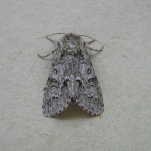 Light Knot Grass (Acronicta menyanthidis)