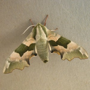 Lime Hawk-moth (Mimas tiliae)