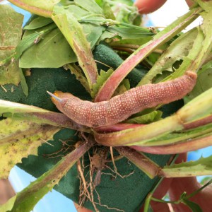 Lime Hawk-moth (Mimas tiliae)