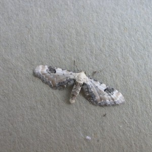 Lime-speck Pug (Eupithecia centaureata)