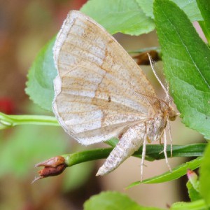 Little Thorn (Cepphis advenaria)