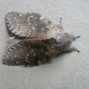 Lobster Moth (Stauropus fagi)