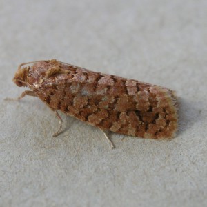 (Lozotaeniodes formosana)