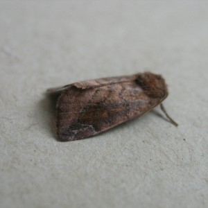 Lunar-spotted Pinion (Cosmia pyralina)