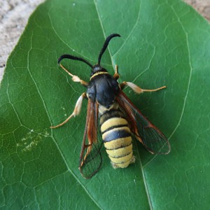 Lunar Hornet Moth (Sesia bembeciformis)