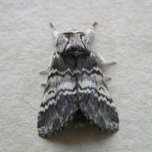 Lunar Marbled Brown (Drymonia ruficornis)