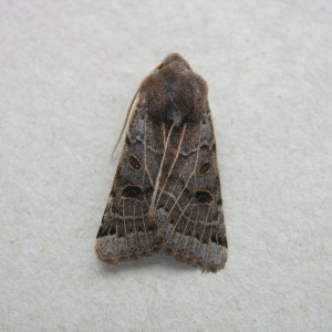 Lunar Underwing (Omphaloscelis lunosa)