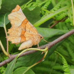 Lunar Thorn (Selenia lunularia)