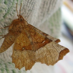 Lunar Thorn (Selenia lunularia)