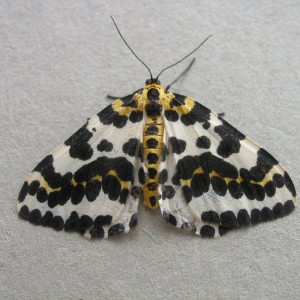 The Magpie (Abraxas grossulariata)