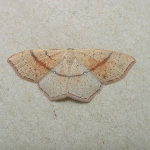 Maiden's Blush (Cyclophora punctaria)