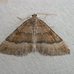 The Mallow (Larentia clavaria)