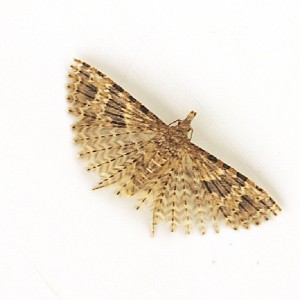 Twenty-plume Moth (Alucita hexadactyla)