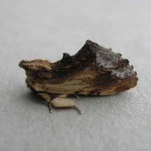 Ptilodon cucullina (Maple Prominent)