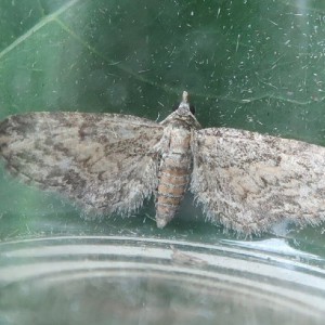 Maple Pug (Eupithecia inturbata)