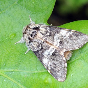 Marbled Brown (Drymonia dodonaea)