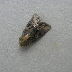 Marbled Minor (Oligia strigilis)