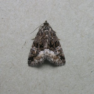 Marbled White Spot (Deltote pygarga)