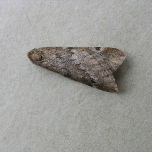 March Moth (Alsophila aescularia)