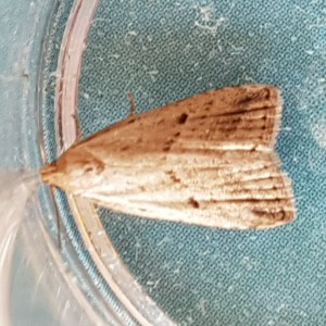 Marsh Oblique-barred (Hypenodes humidalis)