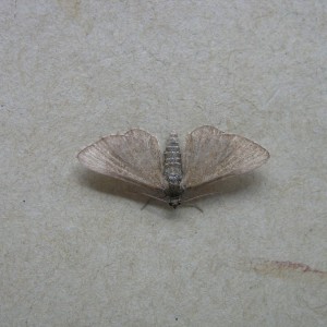 Marsh Pug (Eupithecia pygmaeata)