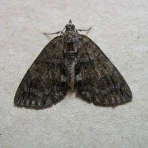 May Highflyer (Hydriomena impluviata)