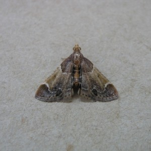 Meal Moth (Pyralis farinalis)