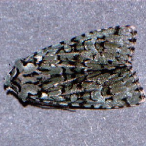 Merveille du Jour (Griposia aprilina)