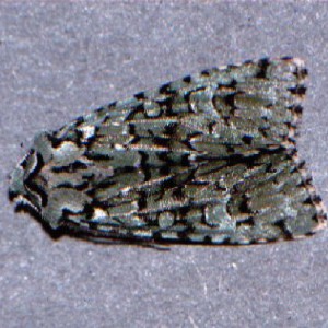 Merveille du Jour (Griposia aprilina)