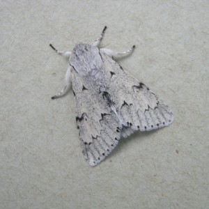 The Miller (Acronicta leporina)