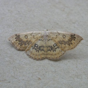 The Mocha (Cyclophora annularia)