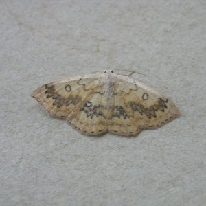 The Mocha (Cyclophora annularia)