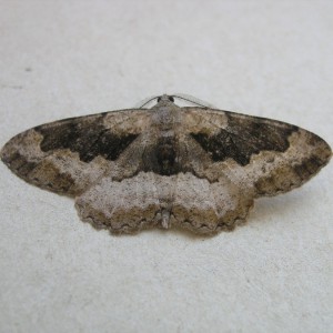 Mottled Beauty (Alcis repandata)