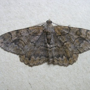 Mottled Beauty (Alcis repandata)