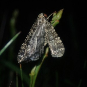 Mottled Grey (Colostygia multistrigaria)