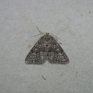 Mottled Grey (Colostygia multistrigaria)