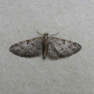 Mottled Pug (Eupithecia exiguata)