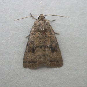 Mottled Rustic (Caradrina morpheus)