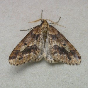 Mottled Umber (Erannis defoliaria)