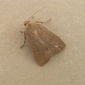 Mouse Moth (Amphipyra tragopoginis)