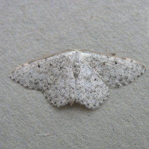 Mullein Wave (Scopula marginepunctata)