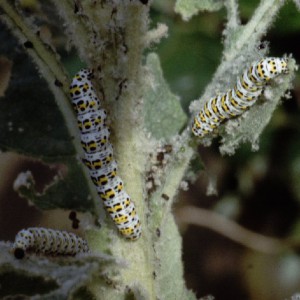 The Mullein (Cucullia verbasci)