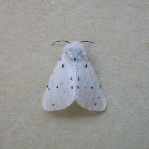 Muslin Moth (Diaphora mendica)