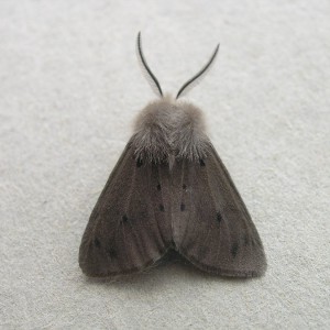 Muslin Moth (Diaphora mendica)