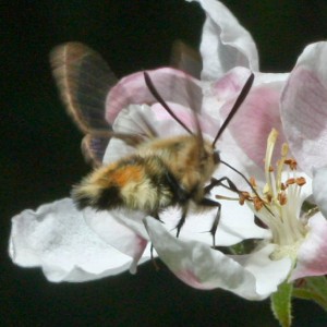 Narrow-bordered Bee Hawk-moth (Hemaris tityus)