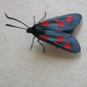 Narrow-bordered Five-spot Burnet (Zygaena lonicerae)