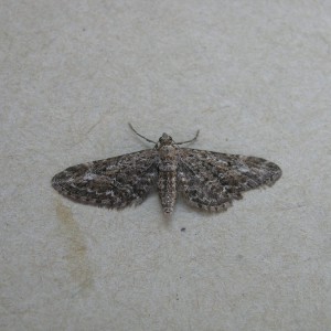 Narrow-winged Pug (Eupithecia nanata)