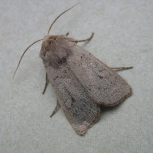 Neglected Rustic (Xestia castanea)